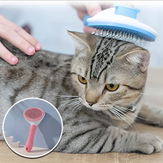 Brosse chat | PurFection - univers des chats