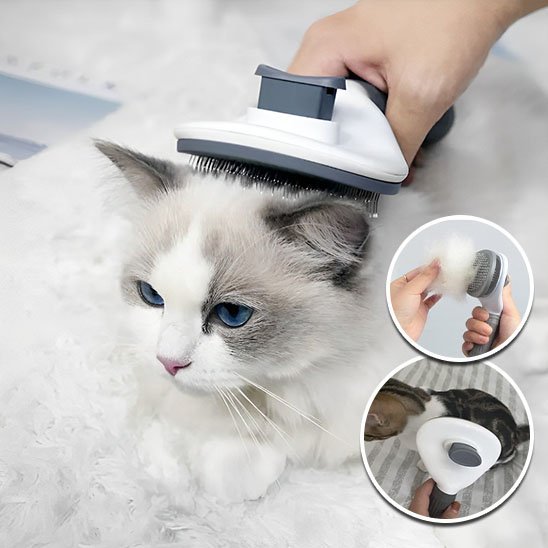 Brosse chat | PurFection - univers des chats