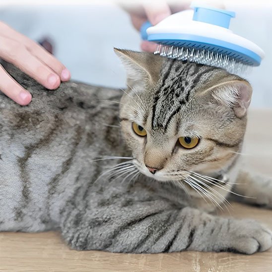 Brosse chat | PurFection - univers des chats