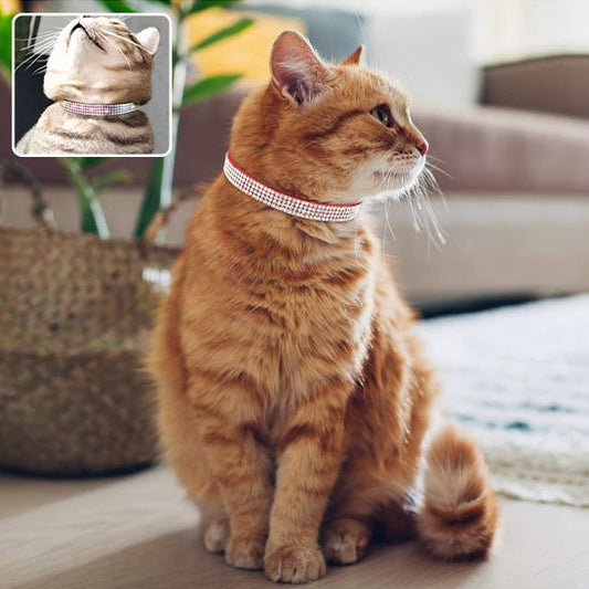 Collier pour chat