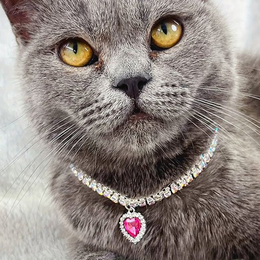 Collier pour Chat
