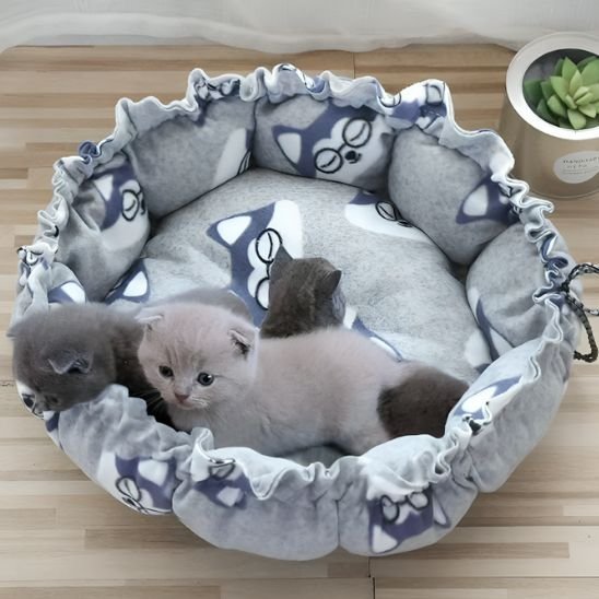 Coussin Chat | Confort Premium - univers des chats