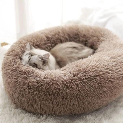 Coussin Chat | Premium Confort - univers des chats