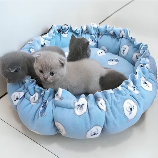 Coussin Chat | Confort Premium - univers des chats