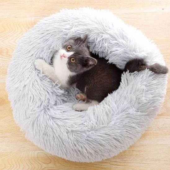 Coussin Chat | Premium Confort - univers des chats
