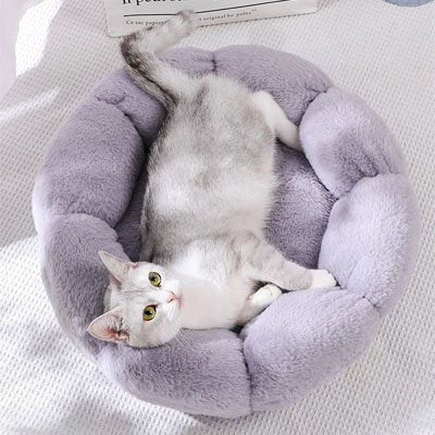 Coussin pour chat | Confort Douillet - univers des chats