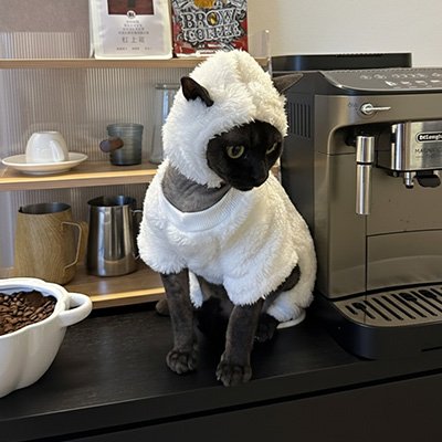 Déguisement pour Chat