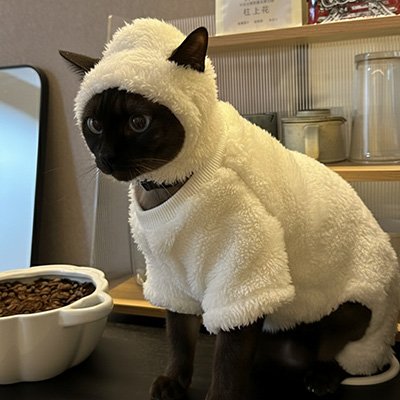 Déguisement pour Chat